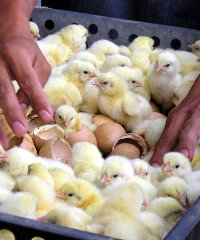Chicks200x240