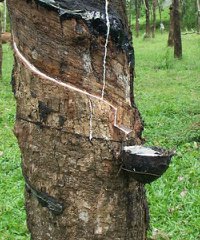 rubber200