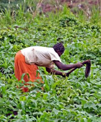 cameroonfarming200