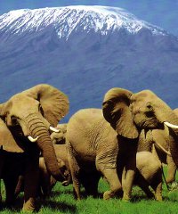safari-in-kenya200x240