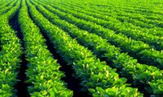 Ugandas Agriculture