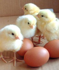 broiler200x240