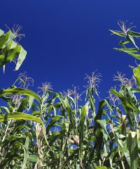 Maize_Kenya200x240