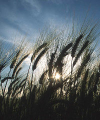 agriculture200x240