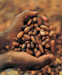 cocoa200x240