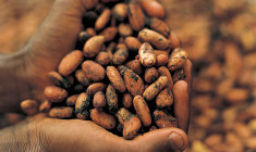 cocoa235x140