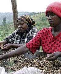 Tanzania's coffee industry
