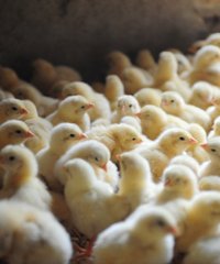 Poultry production
