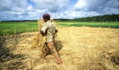 Africa_Harvest_235x140