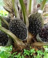 International agriculture company invests big in Gabon oil_palm200x240