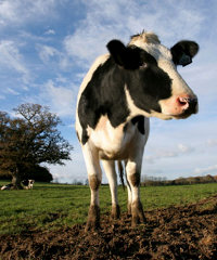 cow200x240