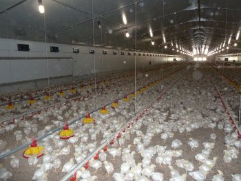 Commercial Poultry House Designs