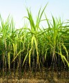 Ranked: Africa’s top 20 agribusiness companies sugarcane200x240