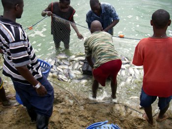 Strong potential for fish farming in Africa | How We Made It In Africa ...