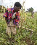 Rising urbanisation means that cheap farm labour could disappear from the countryside.