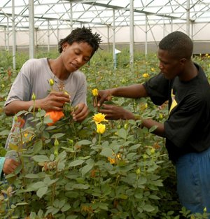 Goldfields Mining House decided to establish a flower growing project at one of their facilities in Carletonville, South Africa. Vegtech was awarded the tender based on the specifications set down by the client. 