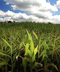 maize200x240