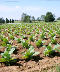 tobacco200x240