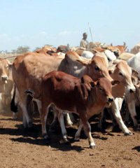 cattle_kenya200x240