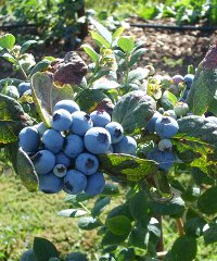 berries