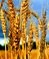 wheat200x240