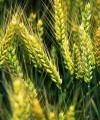 Policy uncertainty holding back investment in agriculture agriculture200x240