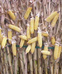 maize_200x240