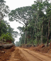 africa-logging200x240