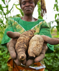 Agricultural commercialisation in Tanzania remains low.