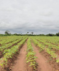 cassava200x240