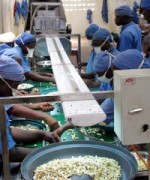 Cashew production in Benin.