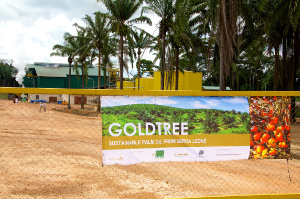 Through its African Agriculture Fund, Phatisa raised funds to build the Goldtree palm oil mill in Sierra Leone.