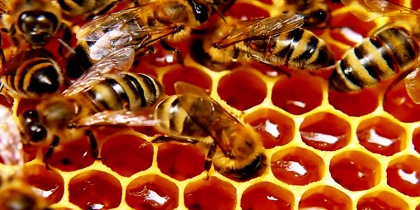 bees honey 600x300
