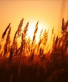 How land deals with foreign investors can actually benefit African farmers African-Farm200x240