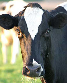 Malawi's demand for beef and dairy products cannot currently be met by local production. Malawi's demand for beef and dairy products cannot currently be met by local production.