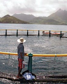 fishing220 Mauritius has identified potential fish breeding sites around the island for lease to investors.