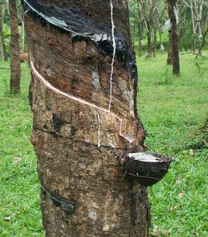 rubber235 Investors have the opportunity to get involved in secondary processing activities within Liberia's rubber sub-sector.