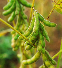 Investors have the opportunity to invest in soya bean processing in Malawi. Investors have the opportunity to invest in soya bean processing in Malawi.