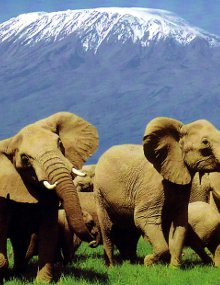 Kenya's tourism industry largely revolves around the game reserves and beach resorts. Kenya's tourism industry largely revolves around the game reserves and beach resorts.