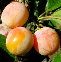 The production and processing of fruits has been identified as a viable investment opportunity in Mauritius. The production and processing of fruits has been identified as a viable investment opportunity in Mauritius.