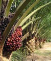 UK finance group invests $18.1m in agribusiness in the DRC palm-oil200x240