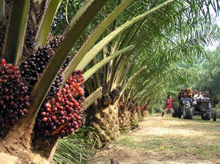 Singapore based Olam has partnered with the Gabonese government to develop the country's palm oil industry. Singapore based Olam has partnered with the Gabonese government to develop the country's palm oil industry.