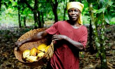 Cocoa thumb Cocoa thumb