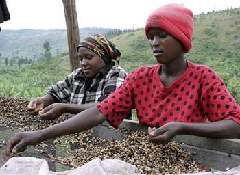 The people of Mbinga District is heavily dependent on the coffee industry. The people of Mbinga District is heavily dependent on the coffee industry.