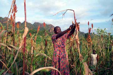 Angola agriculture Angola agriculture