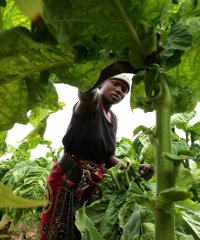Farming Africa Farming Africa