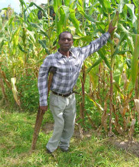 Maize Zambia Maize Zambia