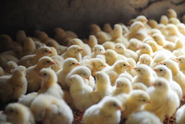 According to Strauss, poultry production in Africa holds significant potential. According to Strauss, poultry production in Africa holds significant potential.