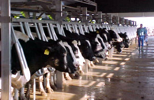 Fabrinox is a supplier of components to the dairy industry. Fabrinox is a supplier of components to the dairy industry.