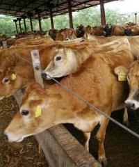 Shonga cows Shonga cows